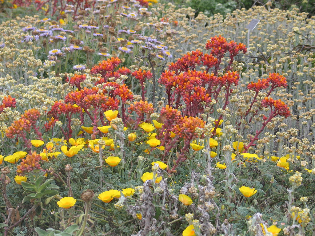 The Importance of Creating ⁢a Garden of Native Plants for⁢ Wildlife