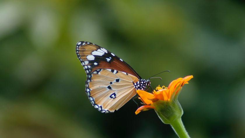Comment Créer un Jardin de Papillons pour Favoriser la Biodiversité