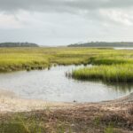 La préservation des zones humides : Écosystèmes essentiels pour la planète