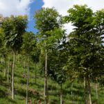 Comment Soutenir des Projets de Reforestation et de Conservation