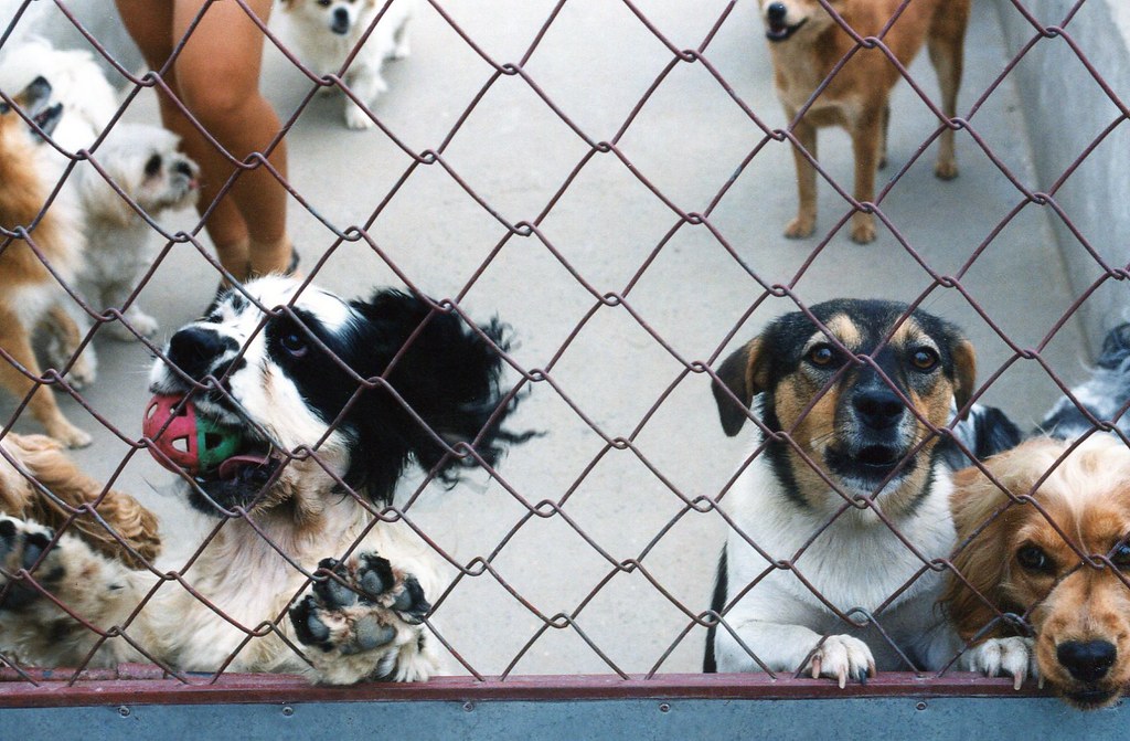 Creating a Supportive Environment: Building ⁤Strong‍ Connections ⁤Between Shelter​ Animals and Potential Adopters